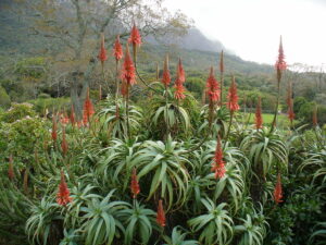 plantation aloe arborescens